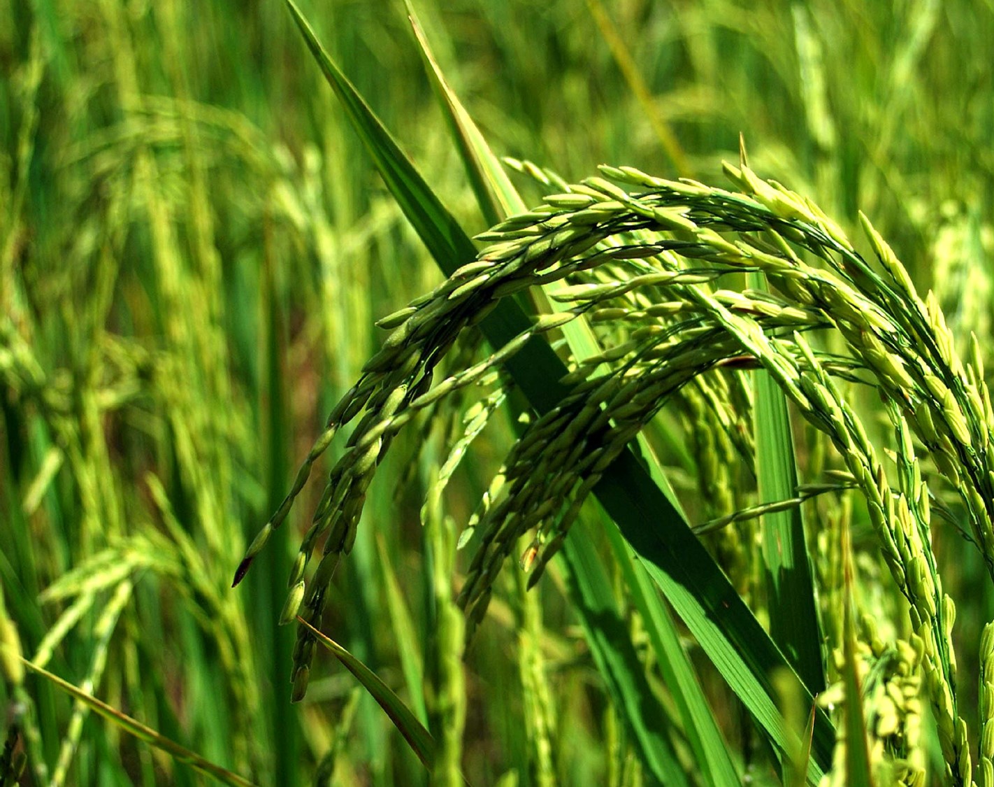 Crop Background