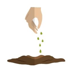 seed